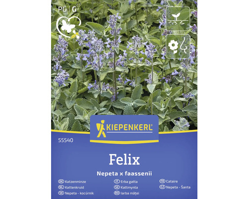 Kiepenkerl Felix Kattmynta, Nepeta x faassenii