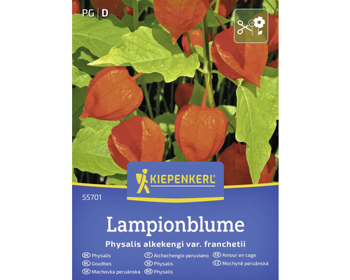 Blomsterfrö KIEPENKERL Physalis Kiepenkerl Physalis förpackning