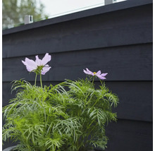 Två ljuslila kosmosblommor framför ett trästaket