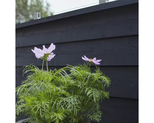 Två ljuslila kosmosblommor framför ett trästaket