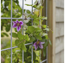 Klätterväxt med lila blommor på en spaljé