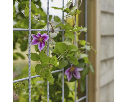 Klätterväxt med lila blommor på en spaljé