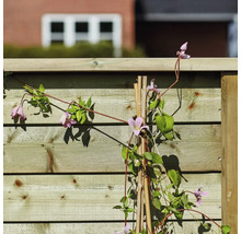 Trästaket med klätterväxt och bambupinnar