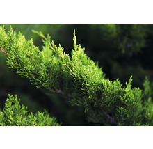 Närbild av en enbärsgren