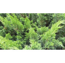 Närbild av ständigt gröna livsträdväxter