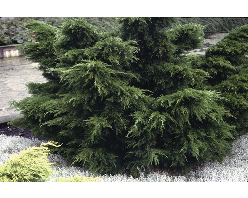 Närbild av en enbuske i trädgården.