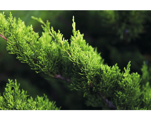 Närbild av en enbärsgren