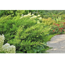 Trädgårdslandskap med städsegröna buskar och blommande växter längs en stengång.