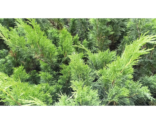 Närbild av ständigt gröna livsträdväxter