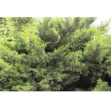 Enbuske med barr och kottar