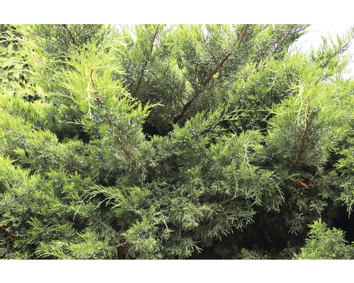 Enbuske med barr och kottar