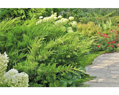 Trädgårdslandskap med städsegröna buskar och blommande växter längs en stengång.