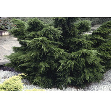 Närbild av en enbuske i trädgården.