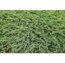 Närbild av krypande enbär i trädgården.