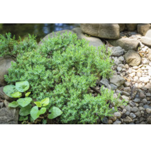 Marktäckande enbär mellan stenar i trädgården.