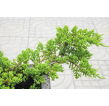 Enbärs-Bonsai i kruka