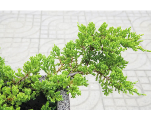 Enbärs-Bonsai i kruka