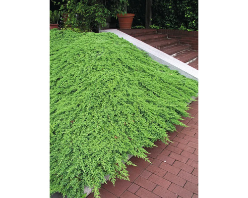 Marktäckande växt i trädgården bredvid en trappa