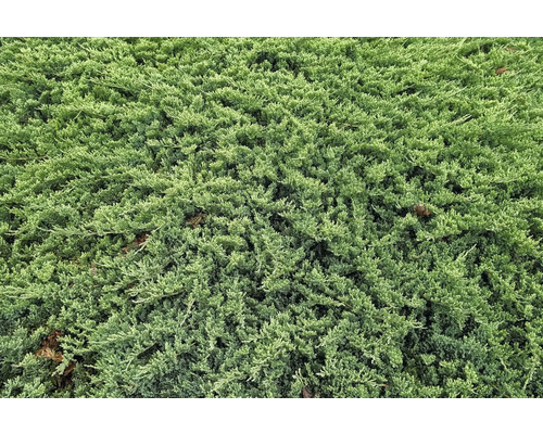 Närbild av krypande enbär i trädgården.