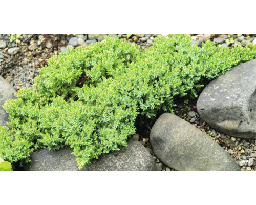 Marktäckande enbär bland stenar i trädgården.