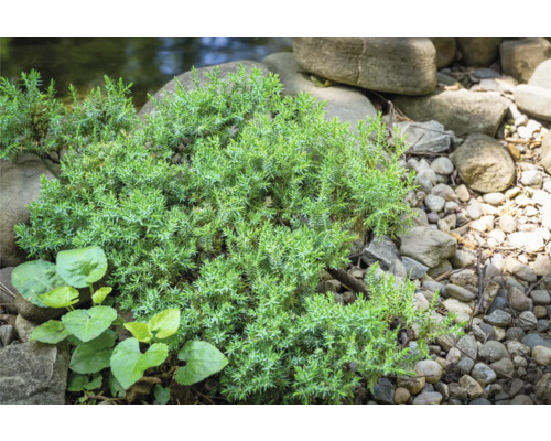 Marktäckande enbär mellan stenar i trädgården.
