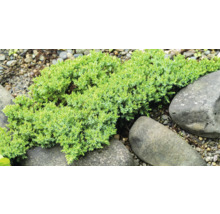 Marktäckande enbär bland stenar i trädgården.