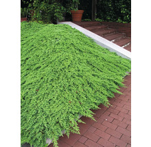 Marktäckande växt i en trädgård