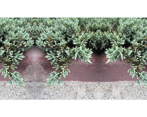 Närbild av prydnadsväxter på en mur