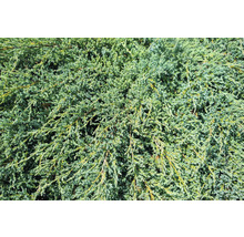 Närbild av en vintergrön, tät krypande enbär.