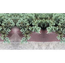 Närbild av prydnadsväxter på en mur