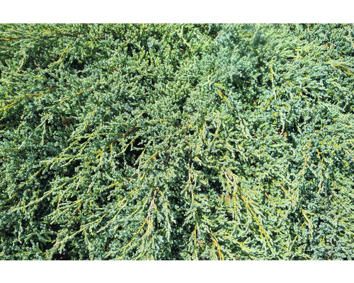 Närbild av en vintergrön, tät krypande enbär.