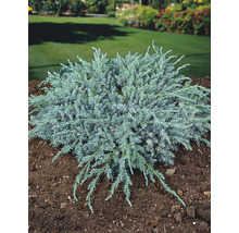 Enbuske i trädgården