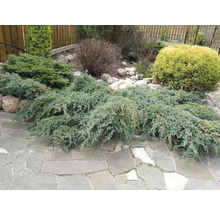 Trädgårdsscen med enbärsväxter och stenar