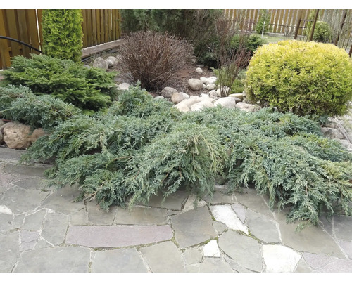 Trädgårdsscen med enbärsväxter och stenar