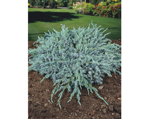 Enbuske i trädgården