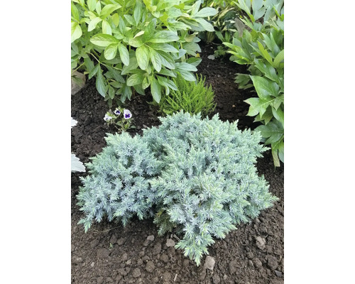 Närbild av en dvärg-enbuske i en trädgårdsbädd.