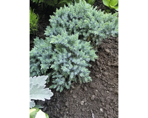 Marktäckande enbär i trädgårdsrabatt