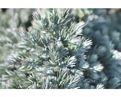 Närbild av en cypress