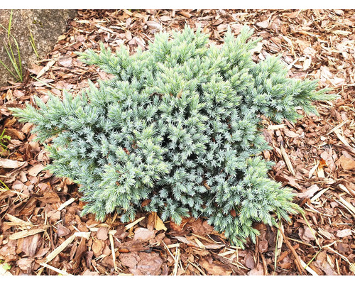 Enbuske i trädgårdsbädd med täckbark