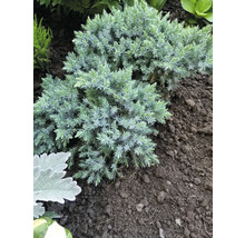 Marktäckande enbär i trädgårdsrabatt