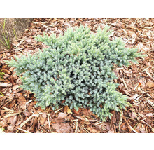 Enbuske i trädgårdsbädd med täckbark