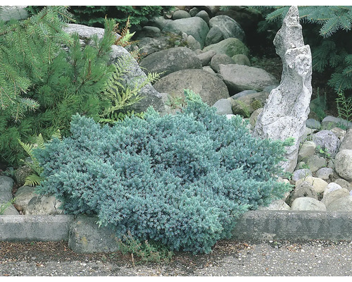 Närbild av en blå krypande enbär i en stenpartiträdgård