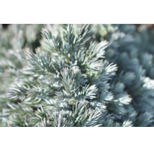 Närbild av en cypress