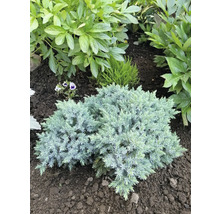 Närbild av en dvärg-enbuske i en trädgårdsbädd.