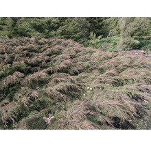 Krypande enbär i en trädgårdsrabatt