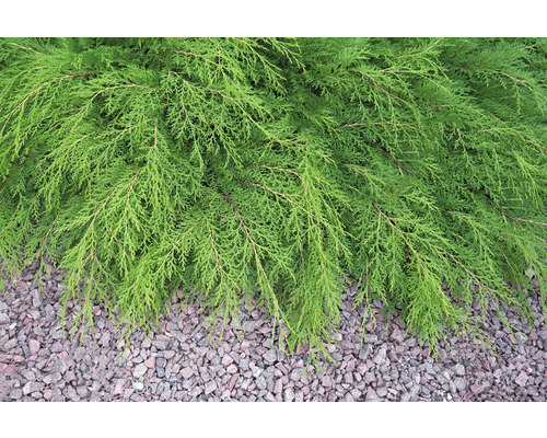 Krypande en över grus