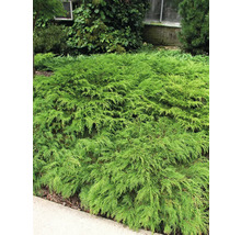 Krypande enbär som marktäckare i trädgården