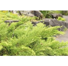 Närbild av en grön cypress i trädgården