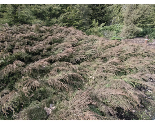 Krypande enbär i en trädgårdsrabatt