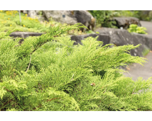 Närbild av en grön cypress i trädgården